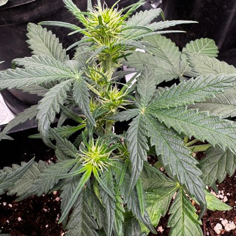 Auto Banana Blaze growlog timeline photo