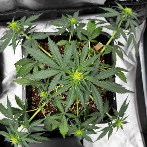 Blueberry Automatic growlog photo: Low Stress Training