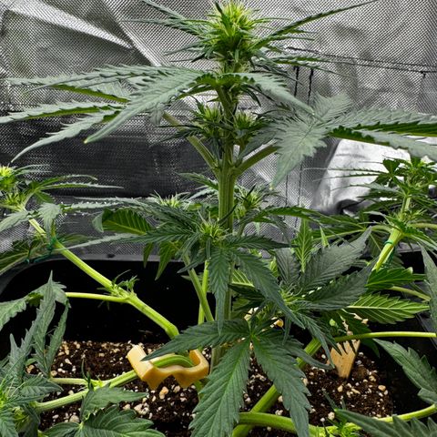 Blueberry Automatic growlog photo: Low Stress Training