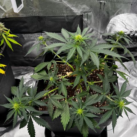 Blueberry Automatic growlog photo: Low Stress Training