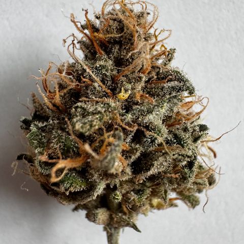 Northern Lights Automatic growlog timeline photo