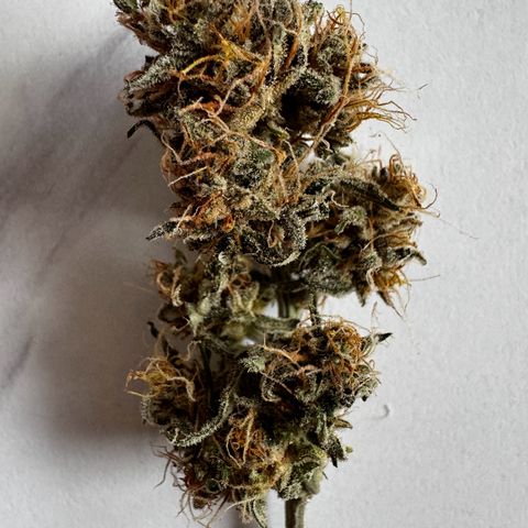Northern Lights Automatic growlog timeline photo