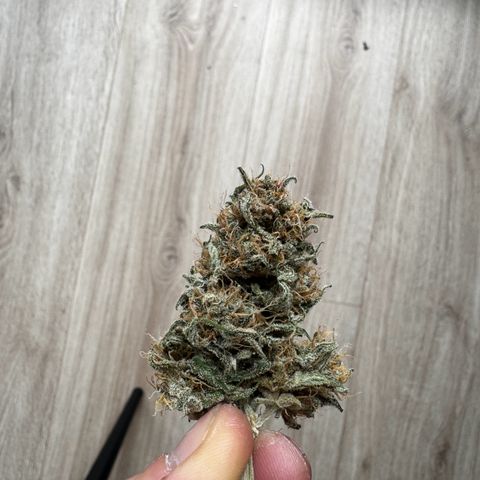 Northern Lights Automatic growlog timeline photo