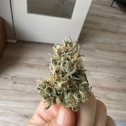Northern Lights Automatic growlog timeline photo