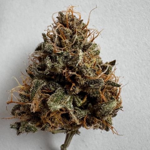 Northern Lights Automatic growlog timeline photo
