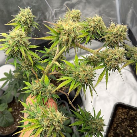 OG Kush Auto growlog timeline photo