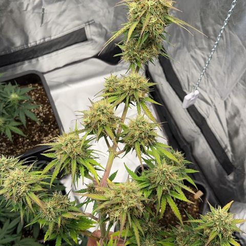 OG Kush Auto growlog timeline photo