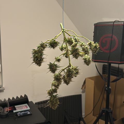 OG Kush Auto growlog timeline photo