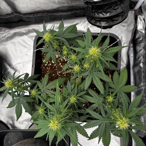 Auto Banana Blaze growlog timeline photo