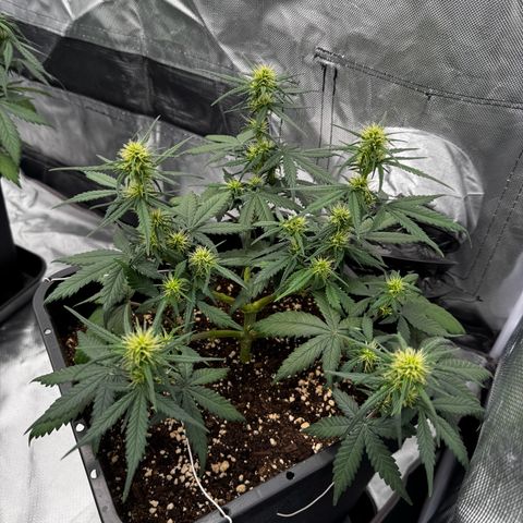 Auto Banana Blaze growlog timeline photo