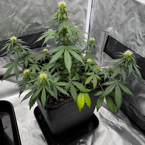 Blueberry Automatic growlog timeline photo