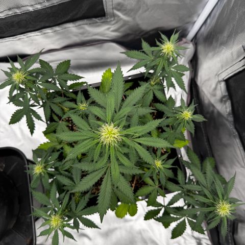 Blueberry Automatic growlog timeline photo