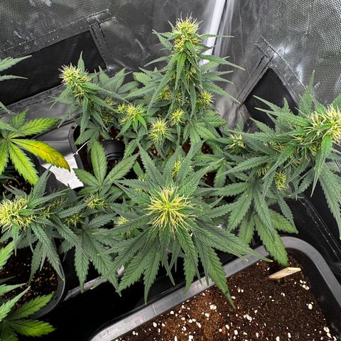 Auto Banana Blaze growlog timeline photo