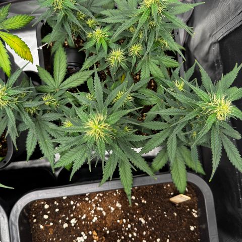 Auto Banana Blaze growlog timeline photo