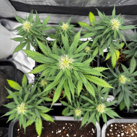 Blueberry Automatic growlog timeline photo