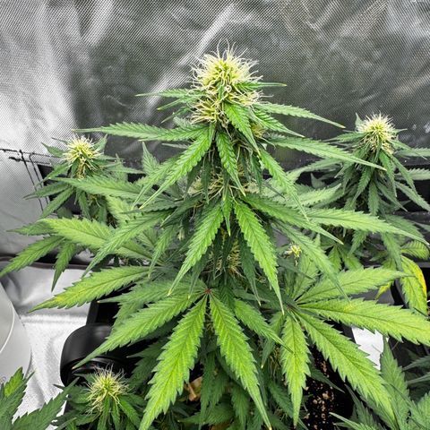 Blueberry Automatic growlog timeline photo