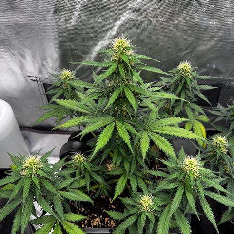 Blueberry Automatic growlog timeline photo
