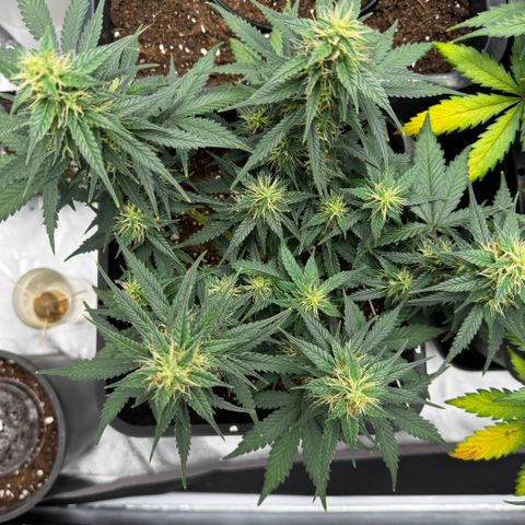 Auto Banana Blaze growlog timeline photo