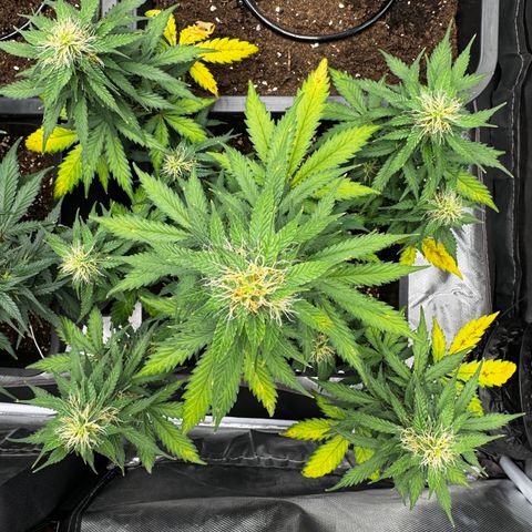 Blueberry Automatic growlog timeline photo