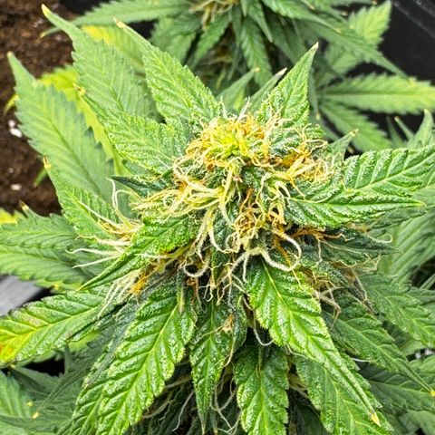 Blueberry Automatic growlog timeline photo