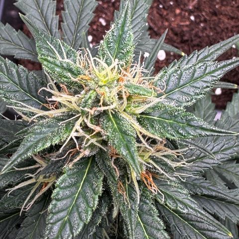 Auto Banana Blaze growlog timeline photo