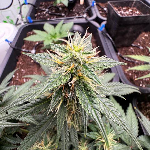 Auto Banana Blaze growlog timeline photo