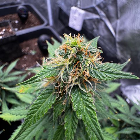 Blueberry Automatic growlog timeline photo
