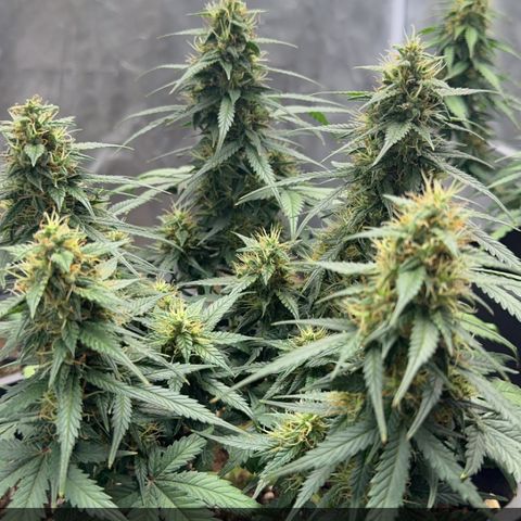 Auto Banana Blaze growlog timeline photo