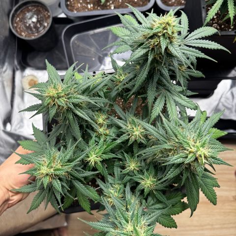Auto Banana Blaze growlog timeline photo