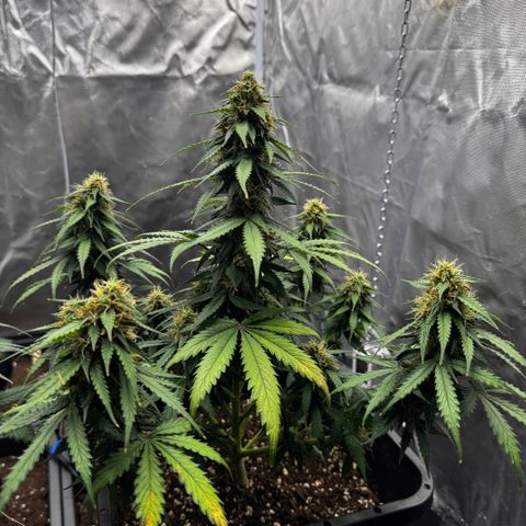 Blueberry Automatic growlog timeline photo