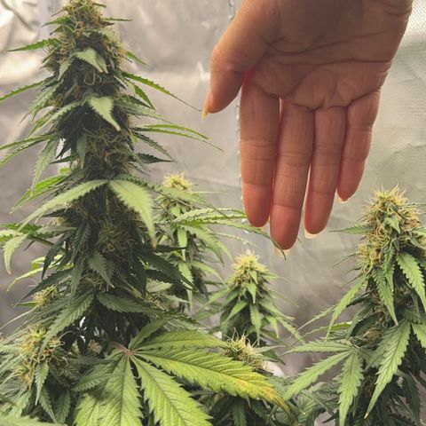 Blueberry Automatic growlog timeline photo