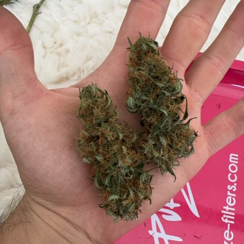 Blueberry Automatic growlog timeline photo