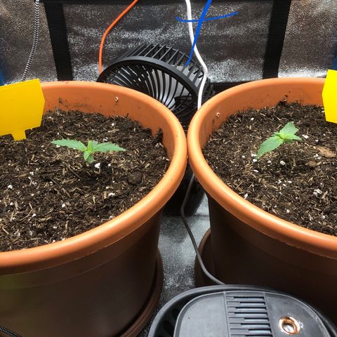 Purplematic CBD growlog photo: 1 Woche nach Erscheinen an der Oberfläche 