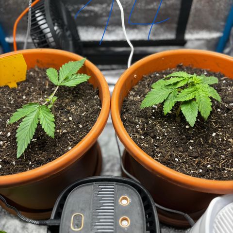 Purplematic CBD growlog timeline photo