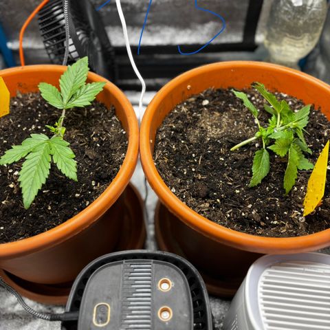 Purplematic CBD growlog photo: LST 2. Pflanze