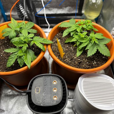 Purplematic CBD growlog photo: Ende Woche 3