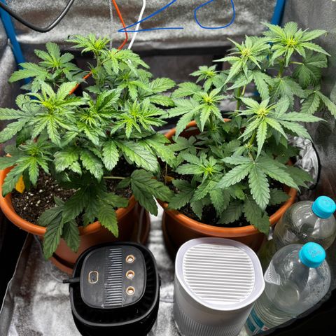 Purplematic CBD growlog photo: Ende Woche 4