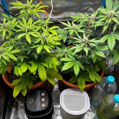Purplematic CBD growlog photo: Ende Woche 5