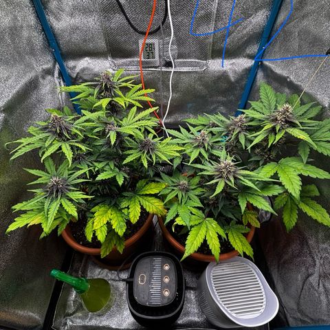 Purplematic CBD growlog photo: Ende Woche 6