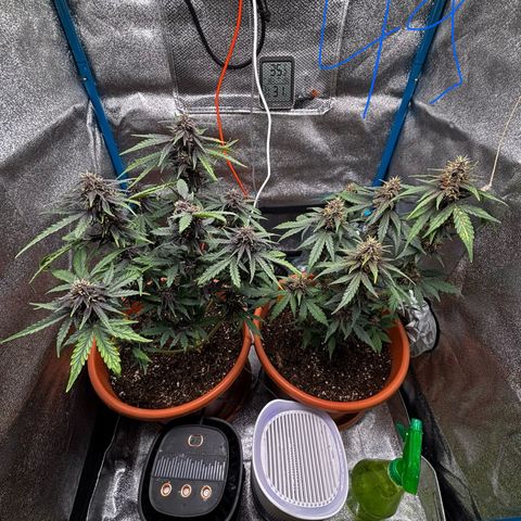 Purplematic CBD growlog photo: Ende Woche 7