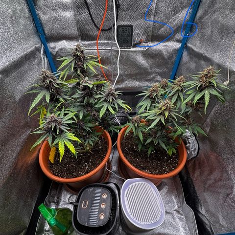 Purplematic CBD growlog photo: Ende Woche 8