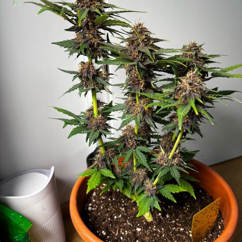 Purplematic CBD growlog photo: Ernte Pflanze 1