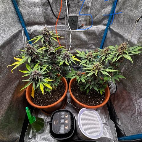 Purplematic CBD growlog timeline photo