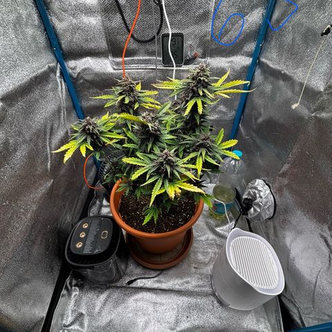 Purplematic CBD growlog photo: Ende Woche 9