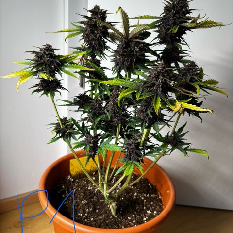 Purplematic CBD growlog timeline photo