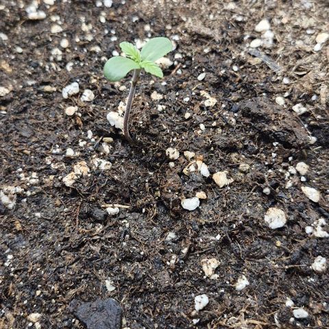 Banane Purple Punch Auto growlog timeline photo