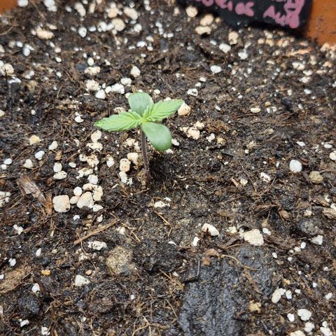 Lemon Cherry Cookies Auto growlog timeline photo
