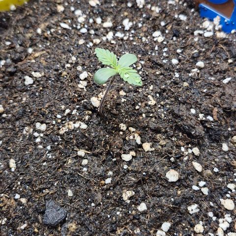 Banane Purple Punch Auto growlog timeline photo