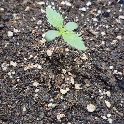 Banane Purple Punch Auto growlog timeline photo