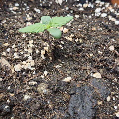 Lemon Cherry Cookies Auto growlog timeline photo